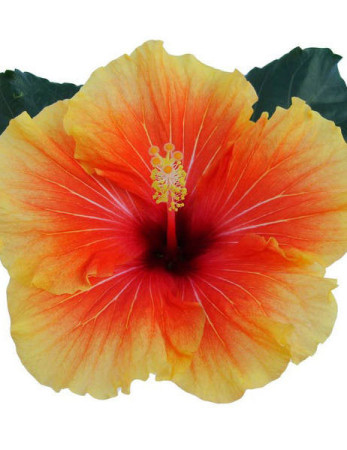 Hibiscia 'Apollo' Hibiscia