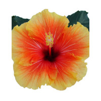 Hibiscia 'Apollo' Hibiscia
