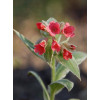 Miodunka 'David Ward' Pulmonaria