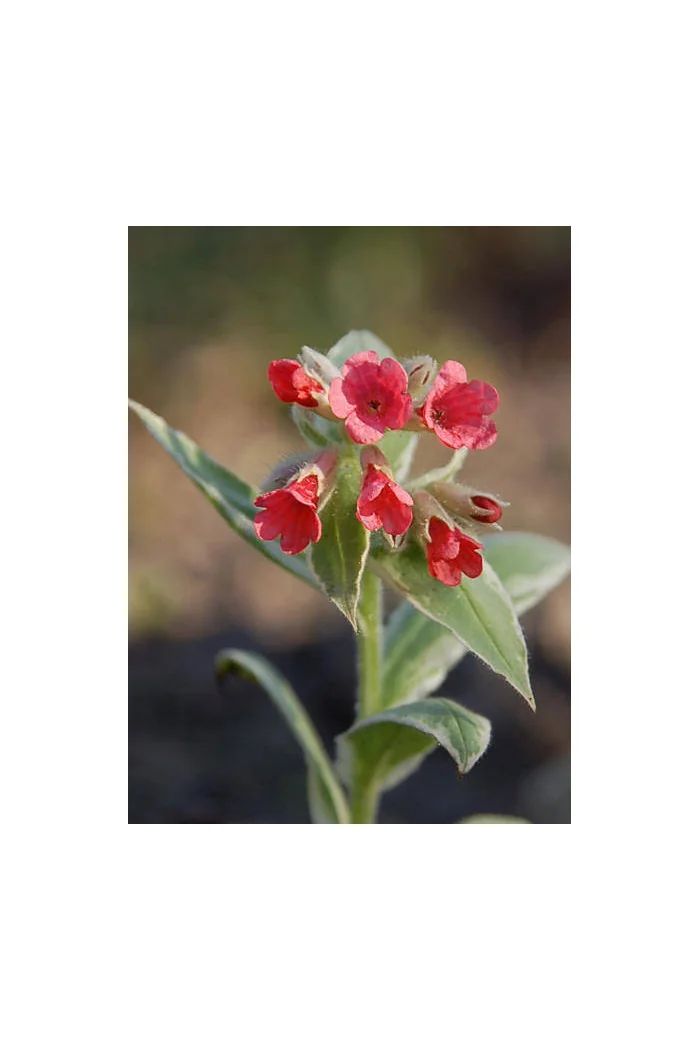 Miodunka 'David Ward' Pulmonaria