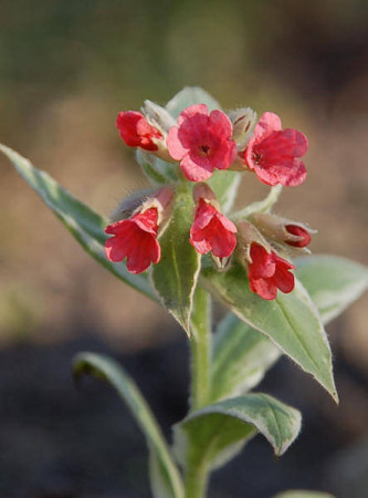 Miodunka 'David Ward' Pulmonaria