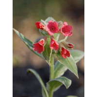 Miodunka 'David Ward' Pulmonaria