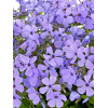 Floks rozłogowy 'Sweet Seduction Blue' Phlox stolonifera