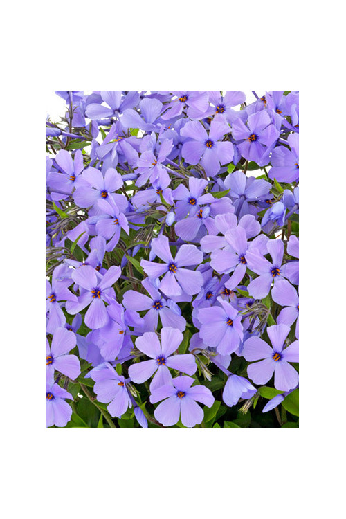 Floks rozłogowy 'Sweet Seduction Blue' Phlox stolonifera