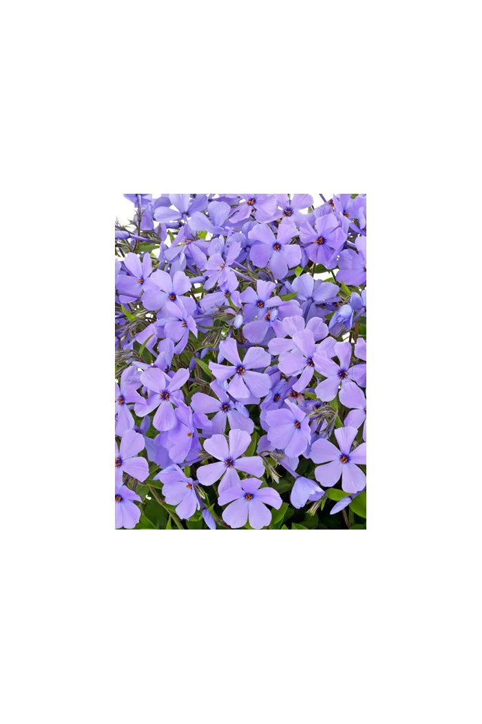 Floks rozłogowy 'Sweet Seduction Blue' Phlox stolonifera