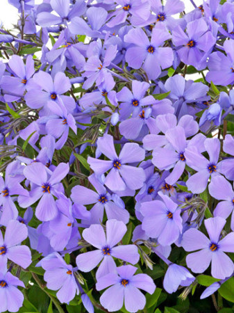 Floks rozłogowy 'Sweet Seduction Blue' Phlox stolonifera