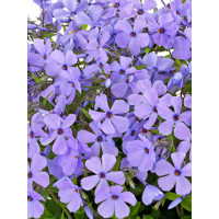 Floks rozłogowy 'Sweet Seduction Blue' Phlox stolonifera