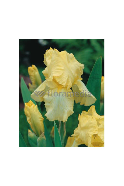 kosaciec, kosaciec amerykański, irys, iris, Kosaciec (Irys) amerykański 'Confetti'