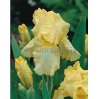 kosaciec, kosaciec amerykański, irys, iris, Kosaciec (Irys) amerykański 'Confetti'