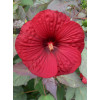 Hibiskus Summerific 'Holy Grail'