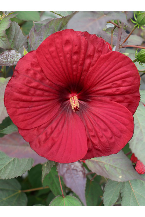 Hibiskus Summerific 'Holy Grail'