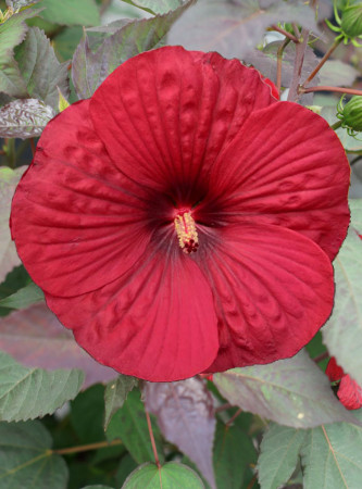 Hibiskus Summerific 'Holy Grail'