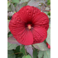 Hibiskus Summerific 'Holy Grail'