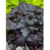 Żurawka 'Black Pearl' | Heuchera