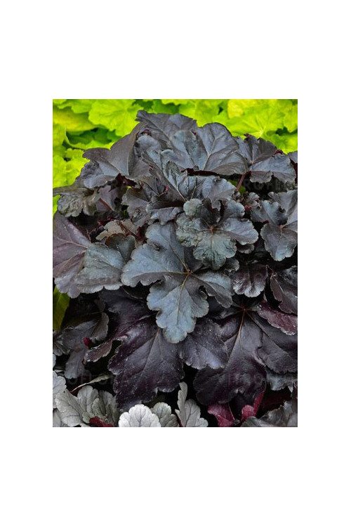 Żurawka 'Black Pearl' | Heuchera
