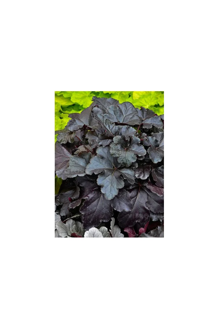 Żurawka 'Black Pearl' | Heuchera