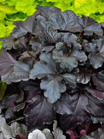 Żurawka 'Black Pearl' | Heuchera