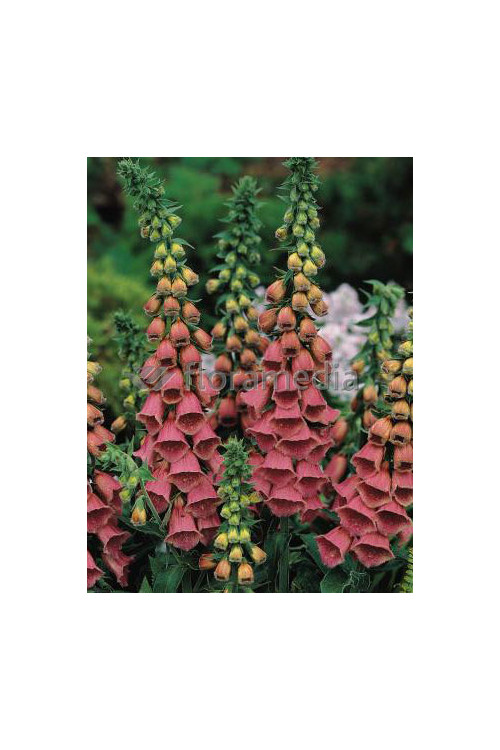 Naparstnica Mertona Digitalis mertonensis