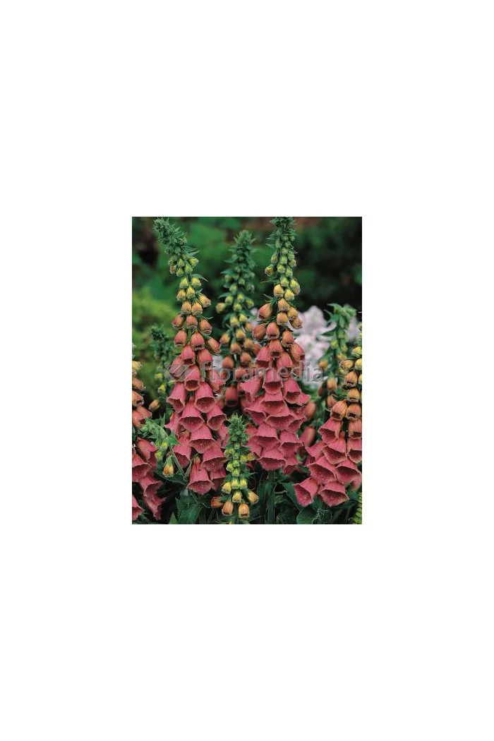 Naparstnica Mertona Digitalis mertonensis