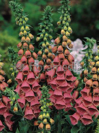 Naparstnica Mertona Digitalis mertonensis