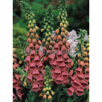 Naparstnica Mertona Digitalis mertonensis