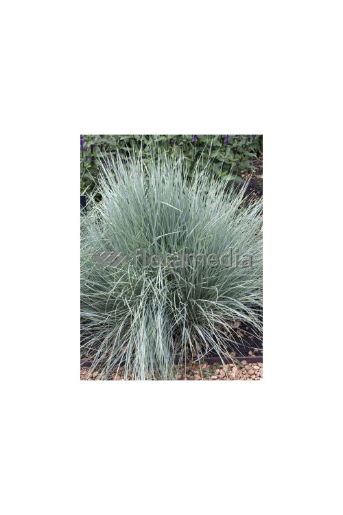 Owsica wieczniezielona | Helictotrichon sempervirens