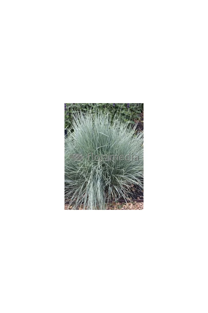 Owsica wieczniezielona | Helictotrichon sempervirens