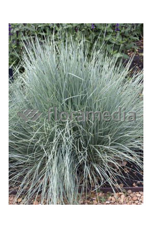 Owsica wieczniezielona | Helictotrichon sempervirens