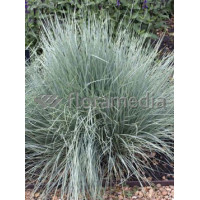 Owsica wieczniezielona | Helictotrichon sempervirens