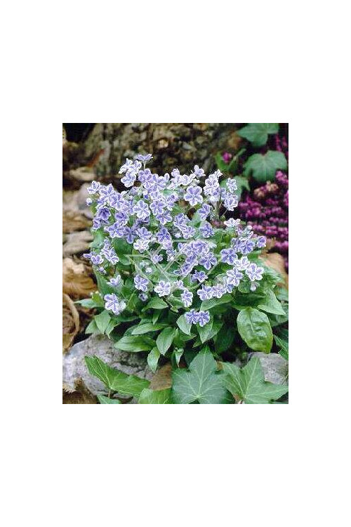 ułudka, ułudka Starry Eyes, omphalodes