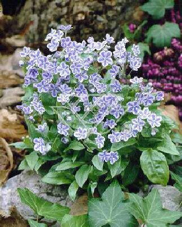 ułudka, ułudka Starry Eyes, omphalodes