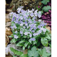 ułudka, ułudka Starry Eyes, omphalodes