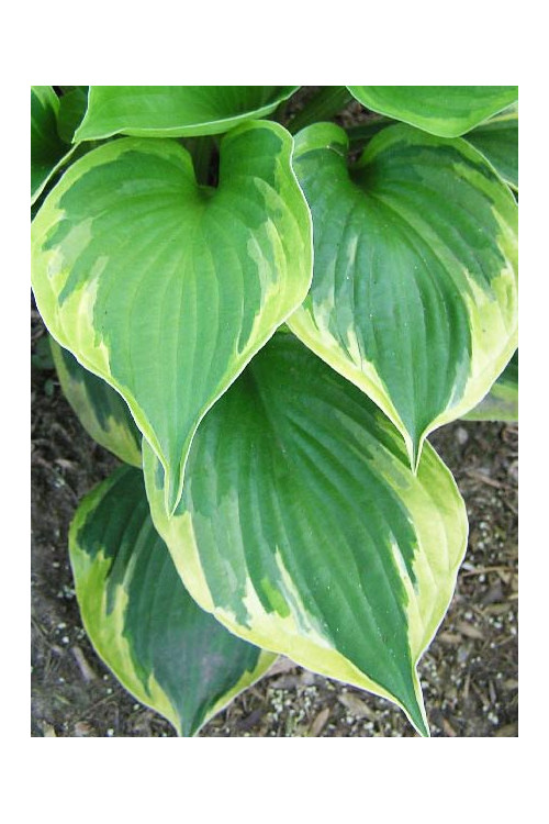 Funkia 'Dust Devil' Hosta
