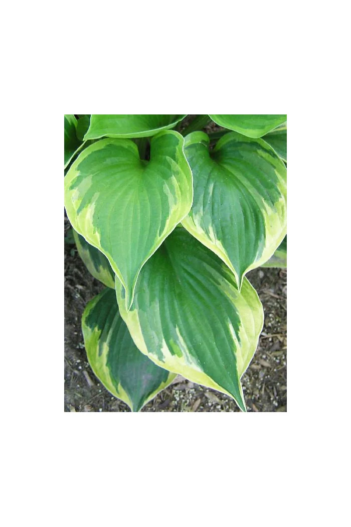 Funkia 'Dust Devil' Hosta