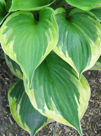 Funkia 'Dust Devil' Hosta