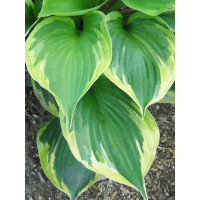 Funkia 'Dust Devil' Hosta