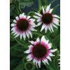 Jeżówka Sombrero 'Special White Purple' | Echinacea