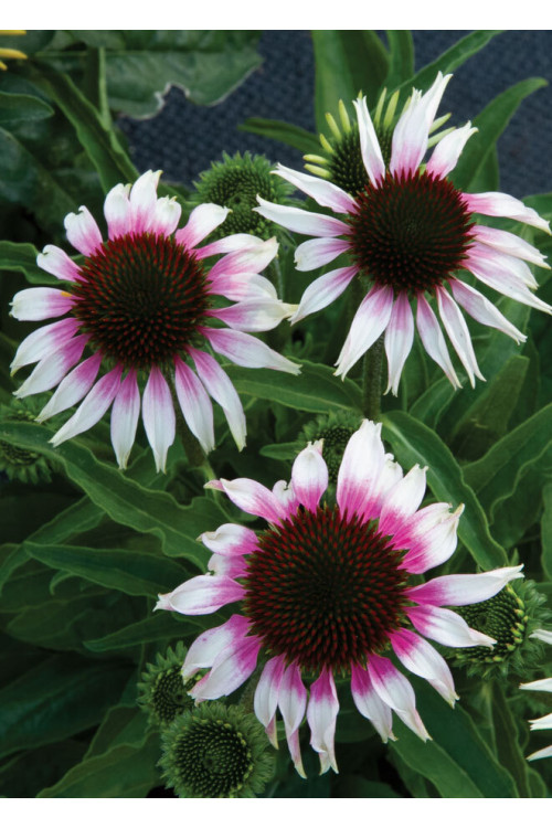 Jeżówka Sombrero 'Special White Purple' | Echinacea