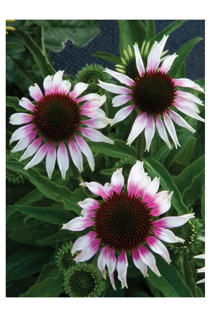 Jeżówka Sombrero 'Special White Purple' | Echinacea