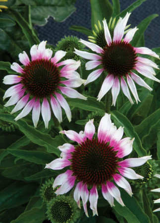 Jeżówka Sombrero 'Special White Purple' | Echinacea