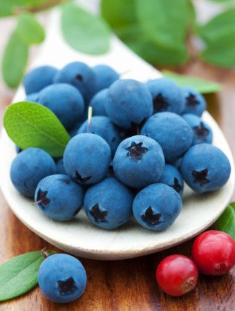 Borówka wysoka (amerykańska) 'Meader' Vaccinium corymbosum