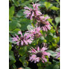 Pysznogłówka 'Beauty of Cobham' | Monarda
