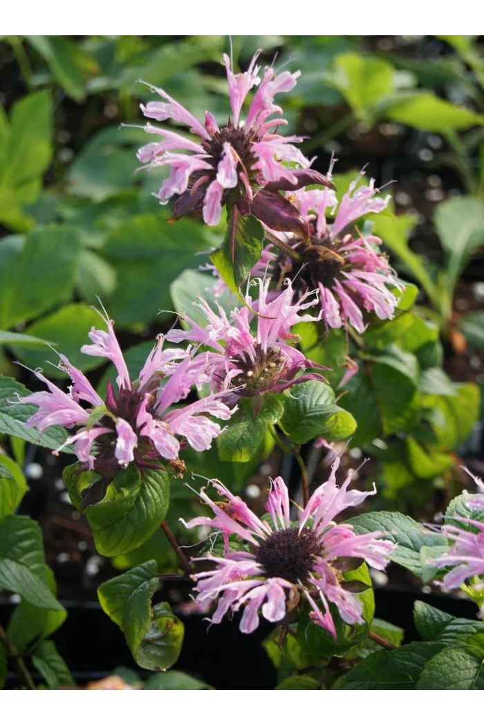 Pysznogłówka 'Beauty of Cobham' | Monarda