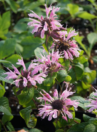 Pysznogłówka 'Beauty of Cobham' | Monarda