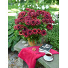Rudbekia 'True Red' | Rudbeckia