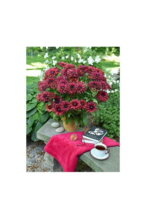 Rudbekia 'True Red' | Rudbeckia