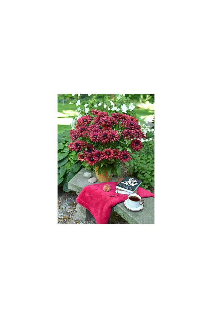 Rudbekia 'True Red' | Rudbeckia