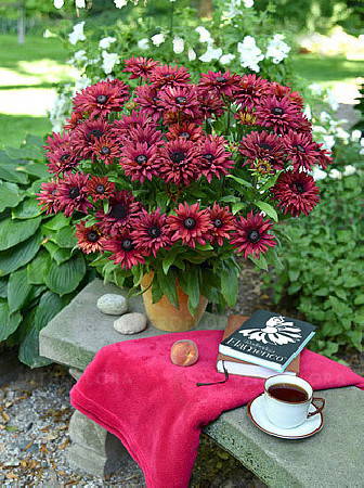 Rudbekia 'True Red' | Rudbeckia