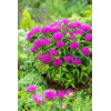 Pysznogłówka 'Balmy Lilac' | Monarda