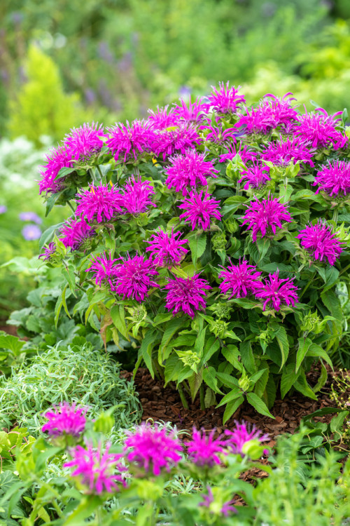 Pysznogłówka 'Balmy Lilac' | Monarda